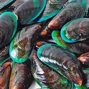 Qu'est-ce que la Moule Verte ?