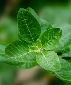 Rejoignez la Communauté TRUE NATURE